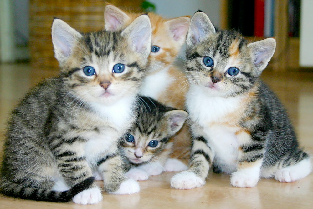 A group of four bright-eyed kittens