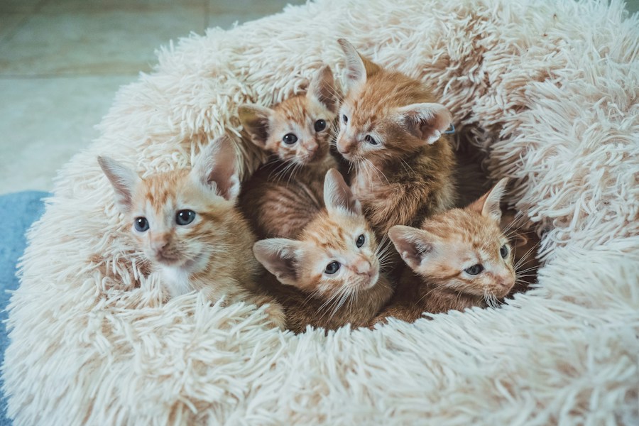 Orange kittens snuggled in a cozy white bed