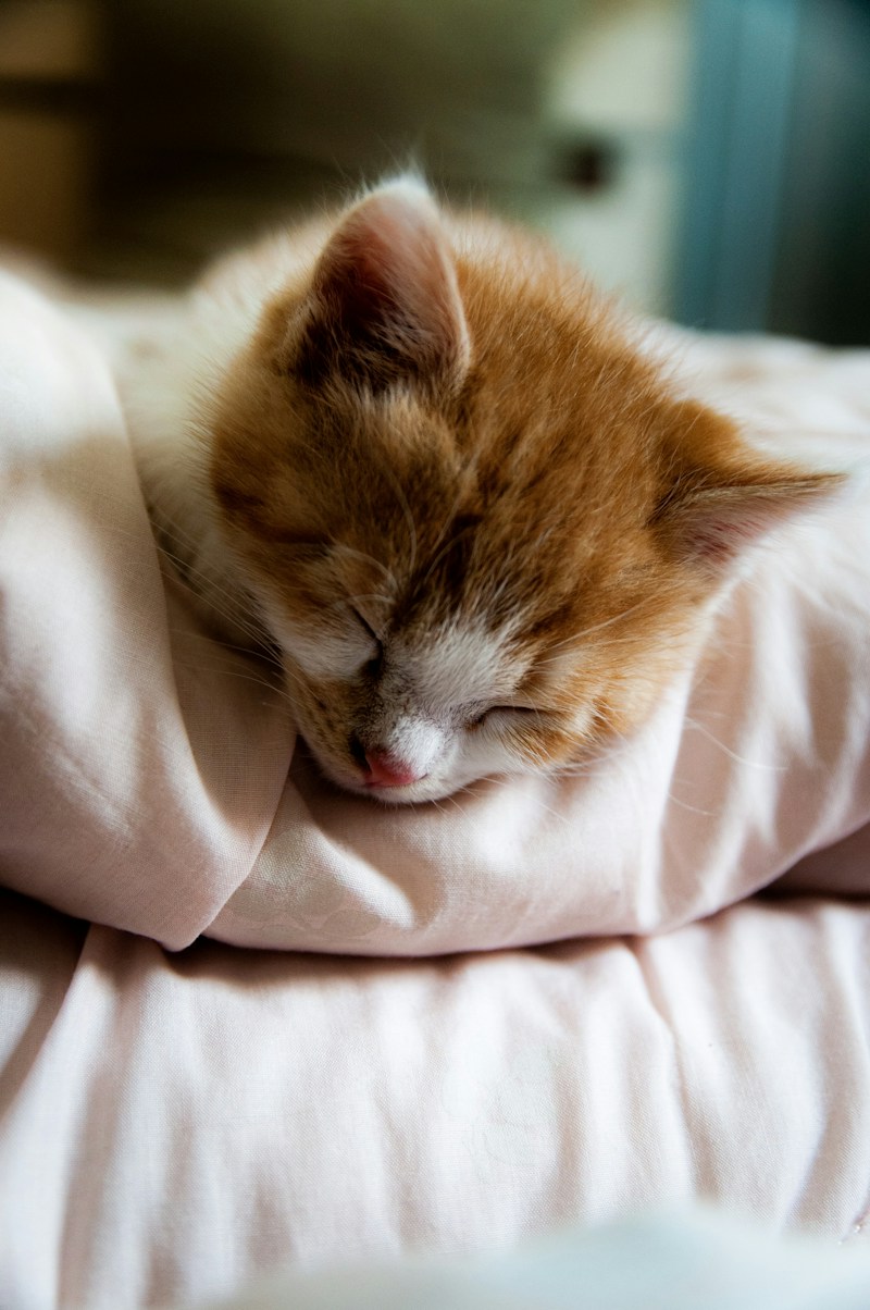 An impossibly cute sleeping kitten on a pink blanket